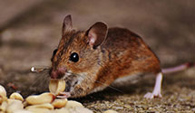 24 Hour & Emergency Exterminators in Little Canada, MN
